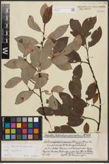 Foto von Salix caprea L.